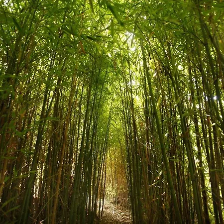 Mas D'alphonse Bed & Breakfast *